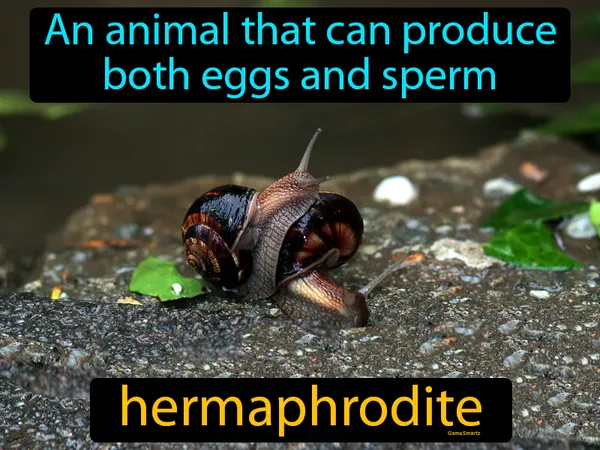 An animal that can produce both eggs and sperm