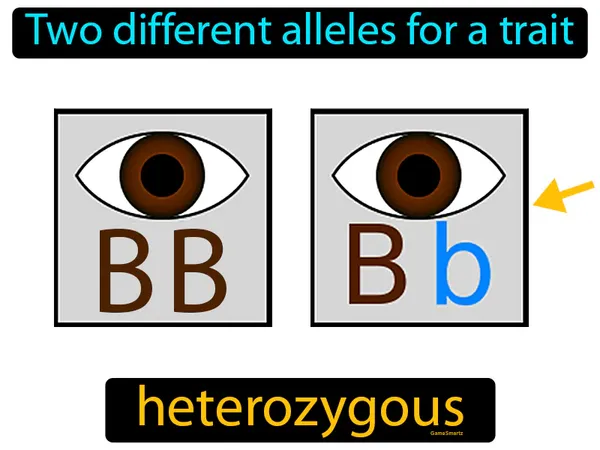 two different alleles for a trait
