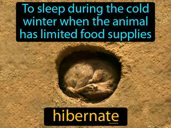 to sleep during the cold winter when the animal has limited food supplies