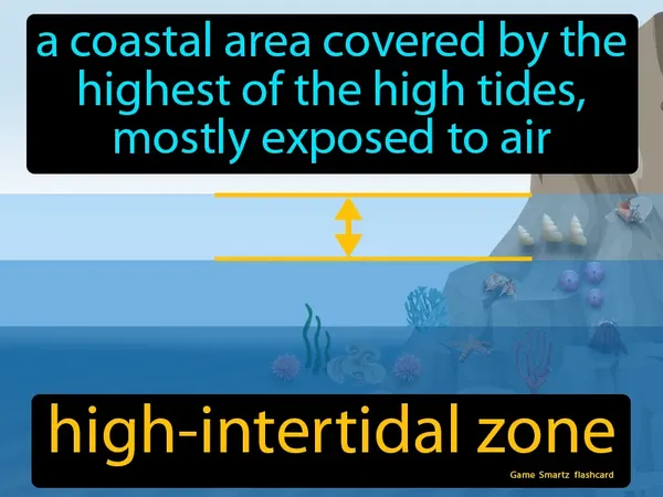 A coastal area covered by the highest of the high tides, mostly exposed to air