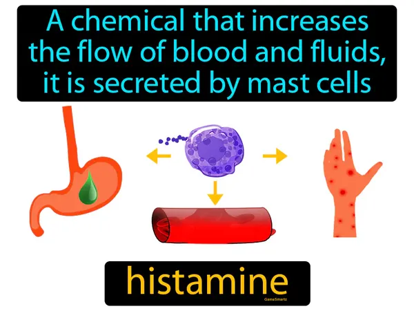 a chemical that increases the flow of blood and fluids, it is secreted by mast cells