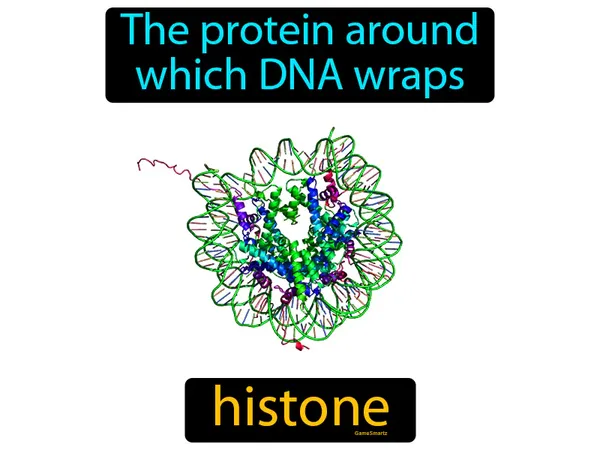 the protein around which DNA wraps