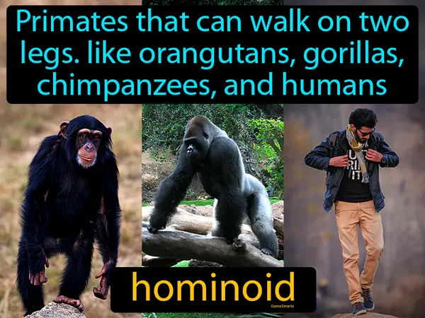 primates that can walk on two legs, like orangutans, gorillas, chimpanzees, and humans