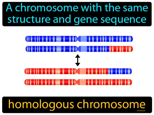 a chromosome with the same structure and gene sequence