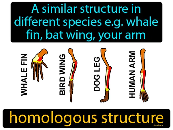 a similar structure in different species, like a whale fin, bat wing and your arm