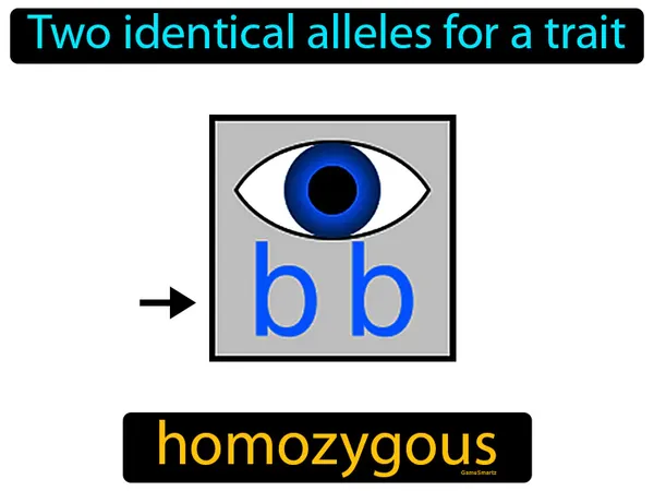 two identical alleles for a trait