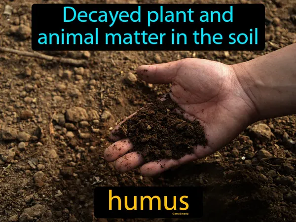 decayed plant and animal matter in the soil