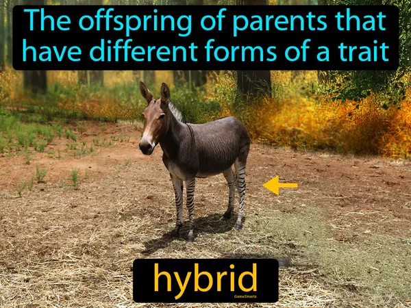the offspring of parents that have different forms of a trait