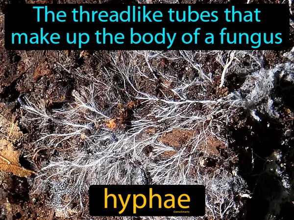 the threadlike tubes that make up the body of a fungus
