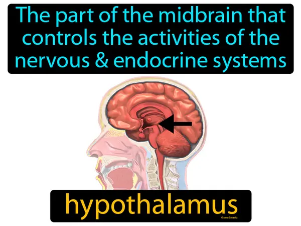 the part of the midbrain that controls the activities of the nervous & endocrine systems