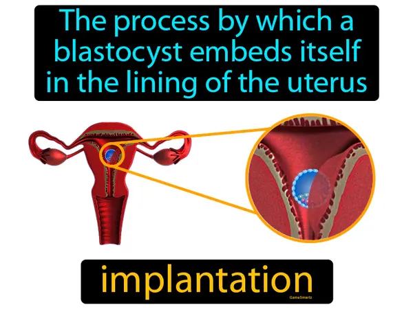 the process by which a blastocyst embeds itself in the lining of the uterus