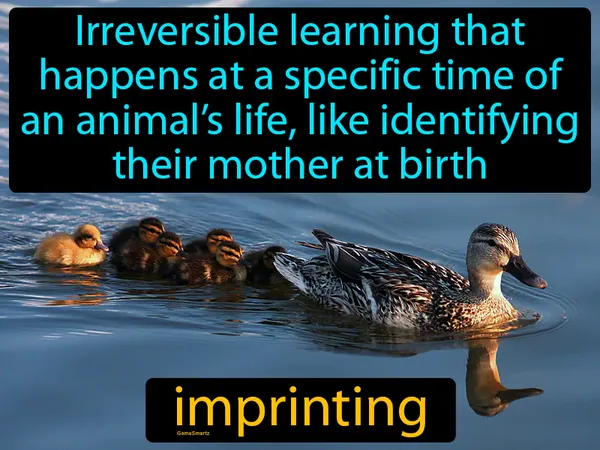 irreversible learning that happens at a specific time of an animal’s life, like identifying their mother at birth