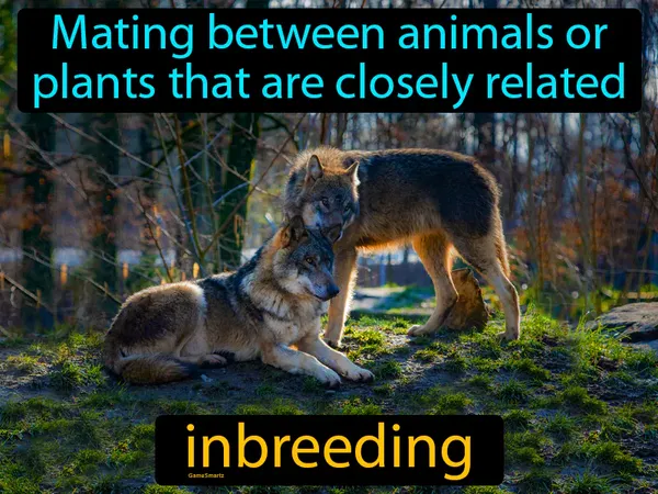 mating between animals or plants that are closely related