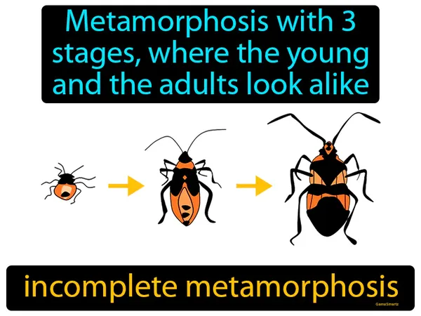 metamorphosis with 3 stages, where the young and the adults look alike