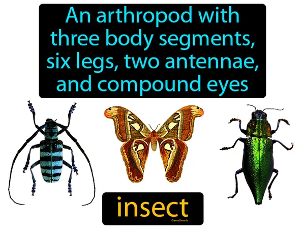 an arthropod with three body segments, six legs, two antennae, and compound eyes