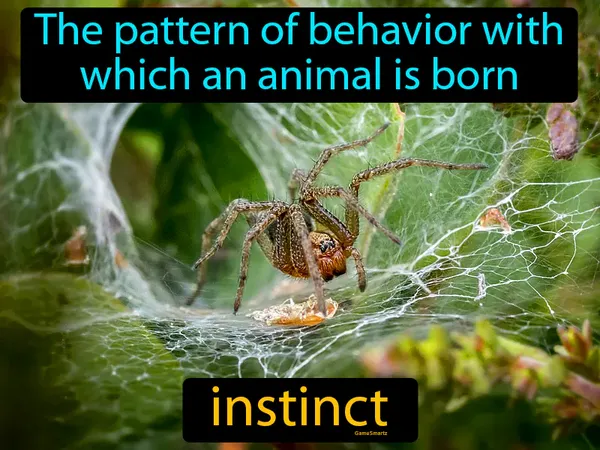 the pattern of behavior with which an animal is born
