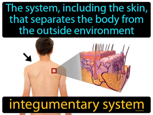 the system, including the skin, that separates the body from the outside environment
