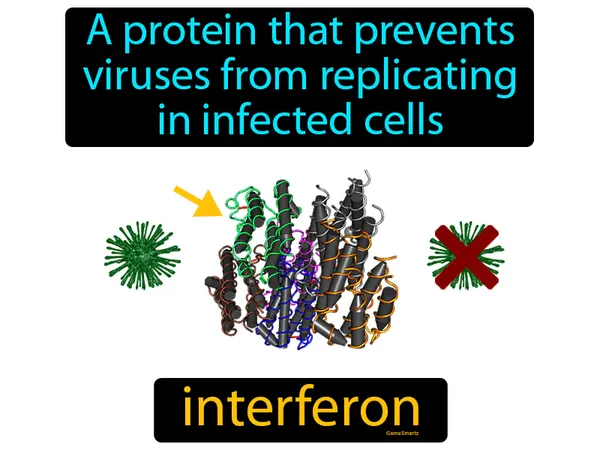 a protein that prevents viruses from replicating in infected cells