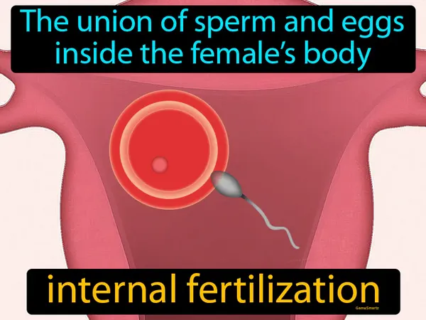 the union of sperm and eggs inside the female’s body