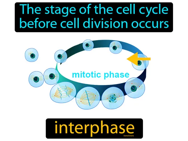 the stage of cell cycle before cell division occurs