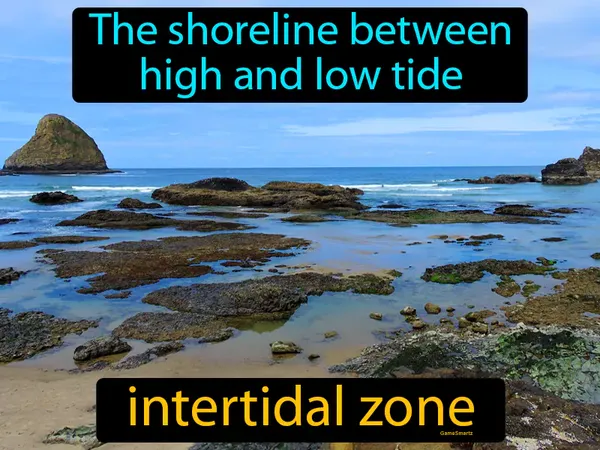 the shoreline between high and low tide
