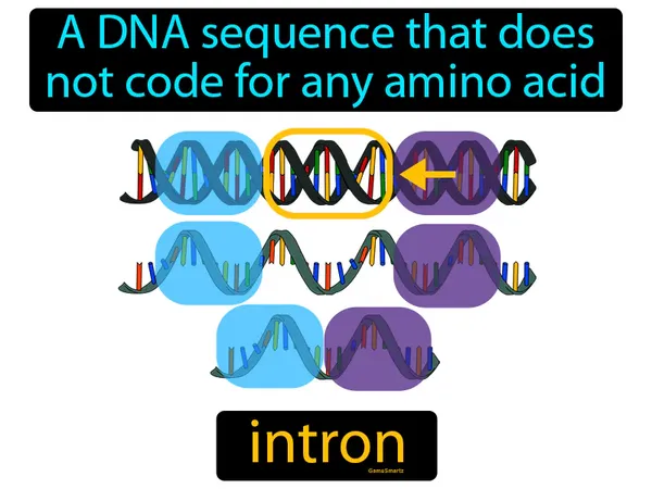 a DNA sequence that does not code for any amino acid