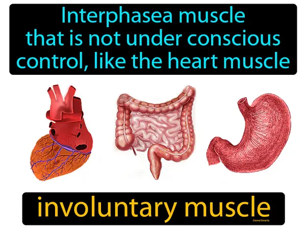 a muscle that is not under conscious control, like the heart muscle