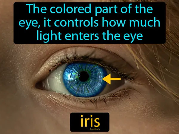 the colored part of the eye, it controls how much light enters the eye