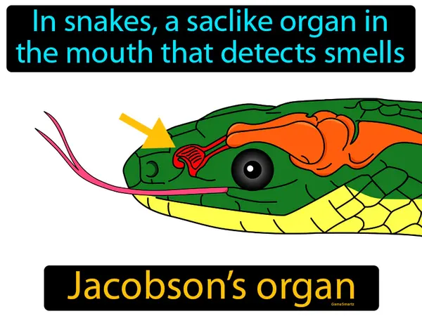 in snakes, a saclike organ in the mouth that detects smells