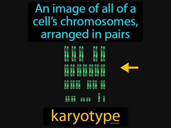 an image of all of a cell’s chromosomes, arranged in pairs