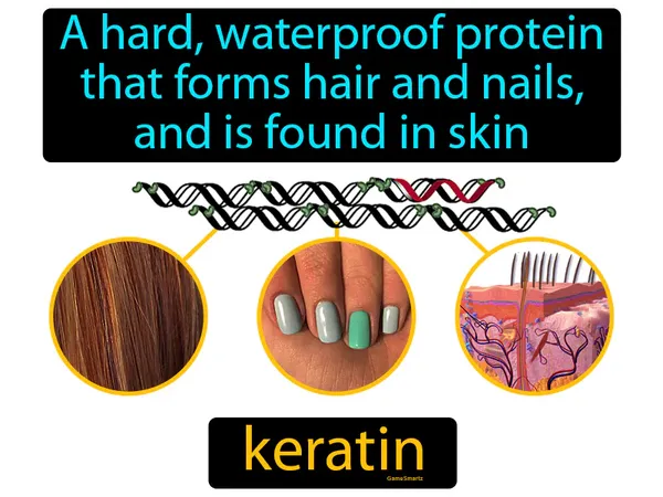 a hard, waterproof protein that forms hair and nails, and is found in skin