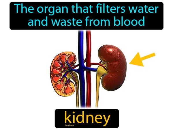 the organ that filters water and waste from blood