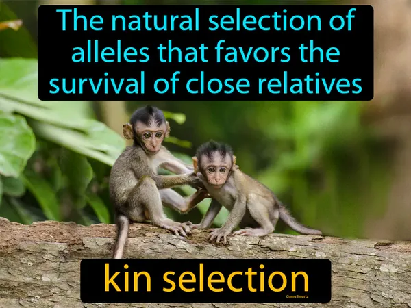 the natural selection of alleles that favors the survival of close relatives