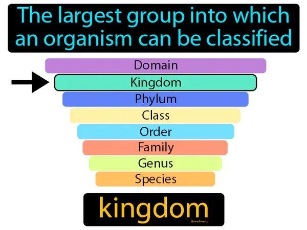 the largest group into which an organism can be classified