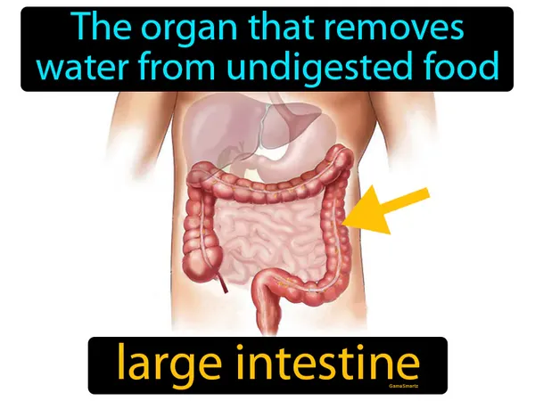 the organ that removes water from undigested food