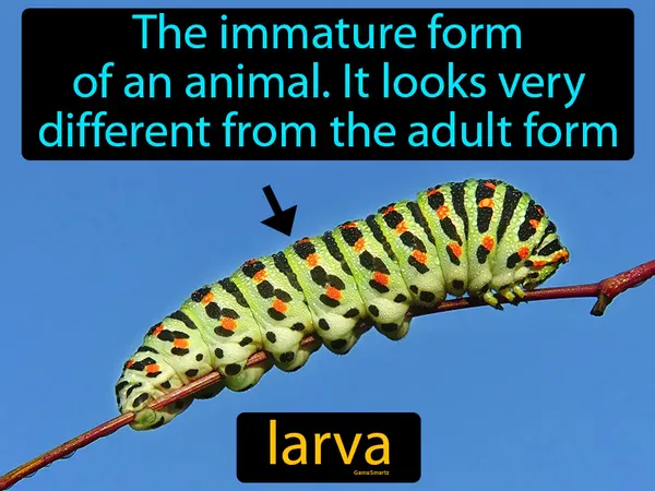 the immature form of an animal, it looks very different from the adult form