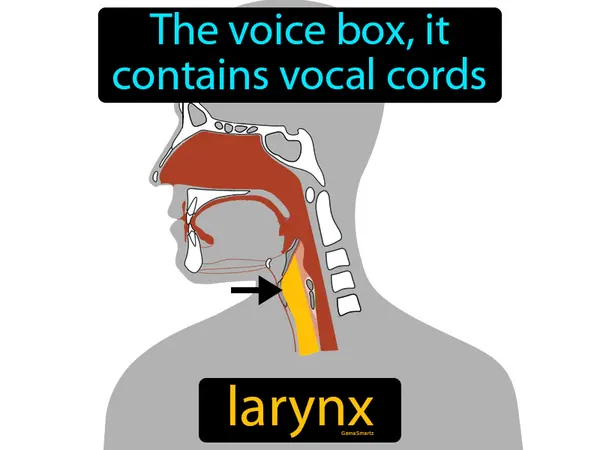 the voice box, it contains vocal cords