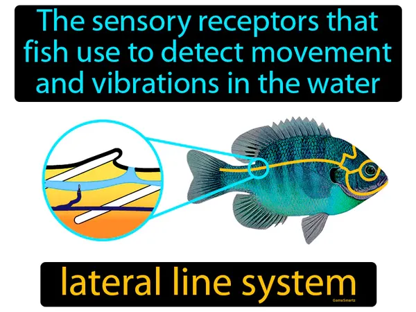 the sensory receptors that fish use to detect movement and vibrations in the water