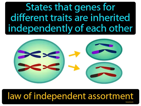 states that genes for different traits are inherited independently of each other