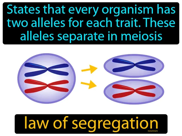 states that every organism has two alleles for each trait, these alleles separate in meiosis