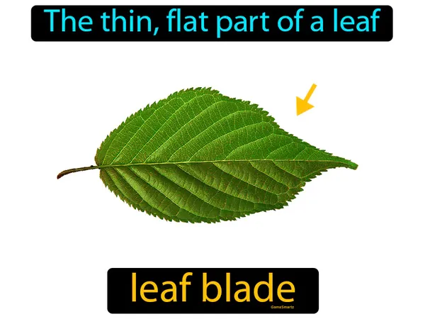 the thin, flat part of a leaf
