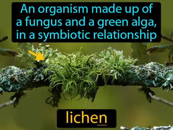 an organism made up of a fungus and a green alga, in a symbiotic relationship