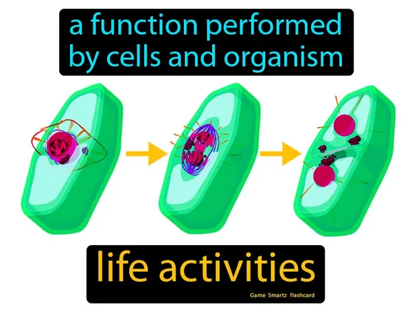 A function performed by cells and organism