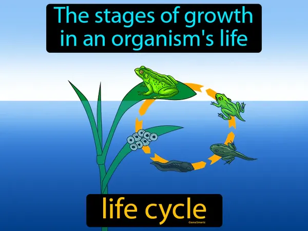 the stages of growth in an organism's life