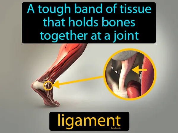 a tough band of tissue that holds bones together at a joint