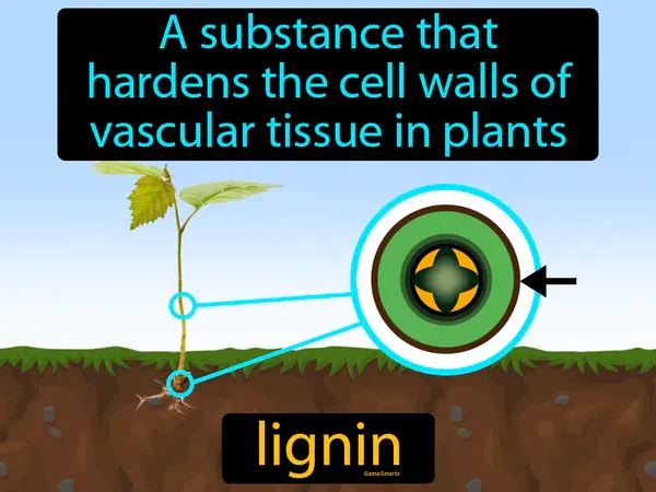 a substance that hardens the cell walls of vascular tissue in plants
