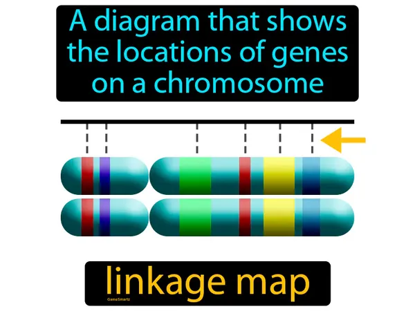 a diagram that shows the locations of genes on a chromosome