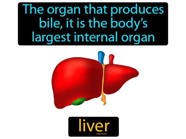 the organ that produces bile, it is the body’s largest internal organ