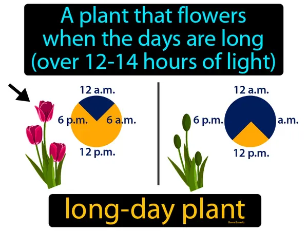 a plant that flowers when the days are long (over 12-14 hours of light)