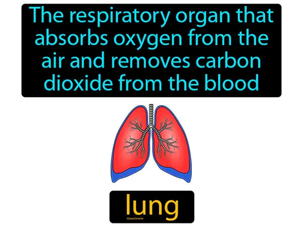 the respiratory organ that absorbs oxygen from the air and removes carbon dioxide from the blood